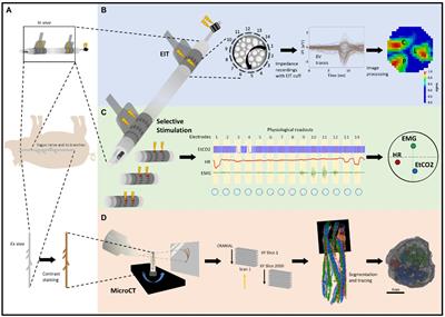 Organotopic organization of the porcine mid-cervical vagus nerve